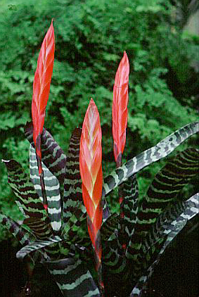 Vriesia splendens